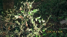 Glyphodes perspectalis on Buxus colchica-3